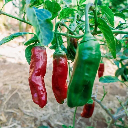 Casa Emblemática Maruca Y Leli *