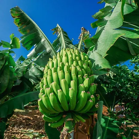 Casa Emblematica Maruca Y Leli Лос-Силос
