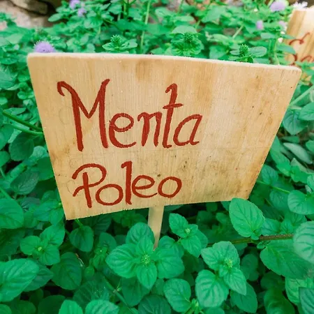 Дом отдыха Casa Emblematica Maruca Y Leli *