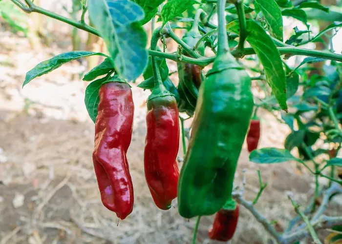 Casa Emblematica Maruca Y Leli *